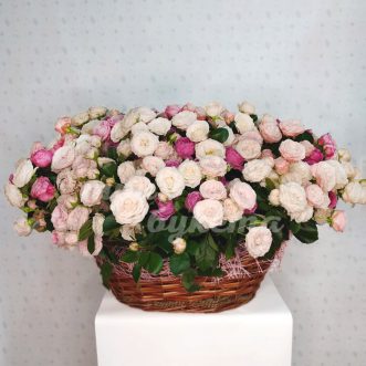 Корзина из 109 пионовидных роз